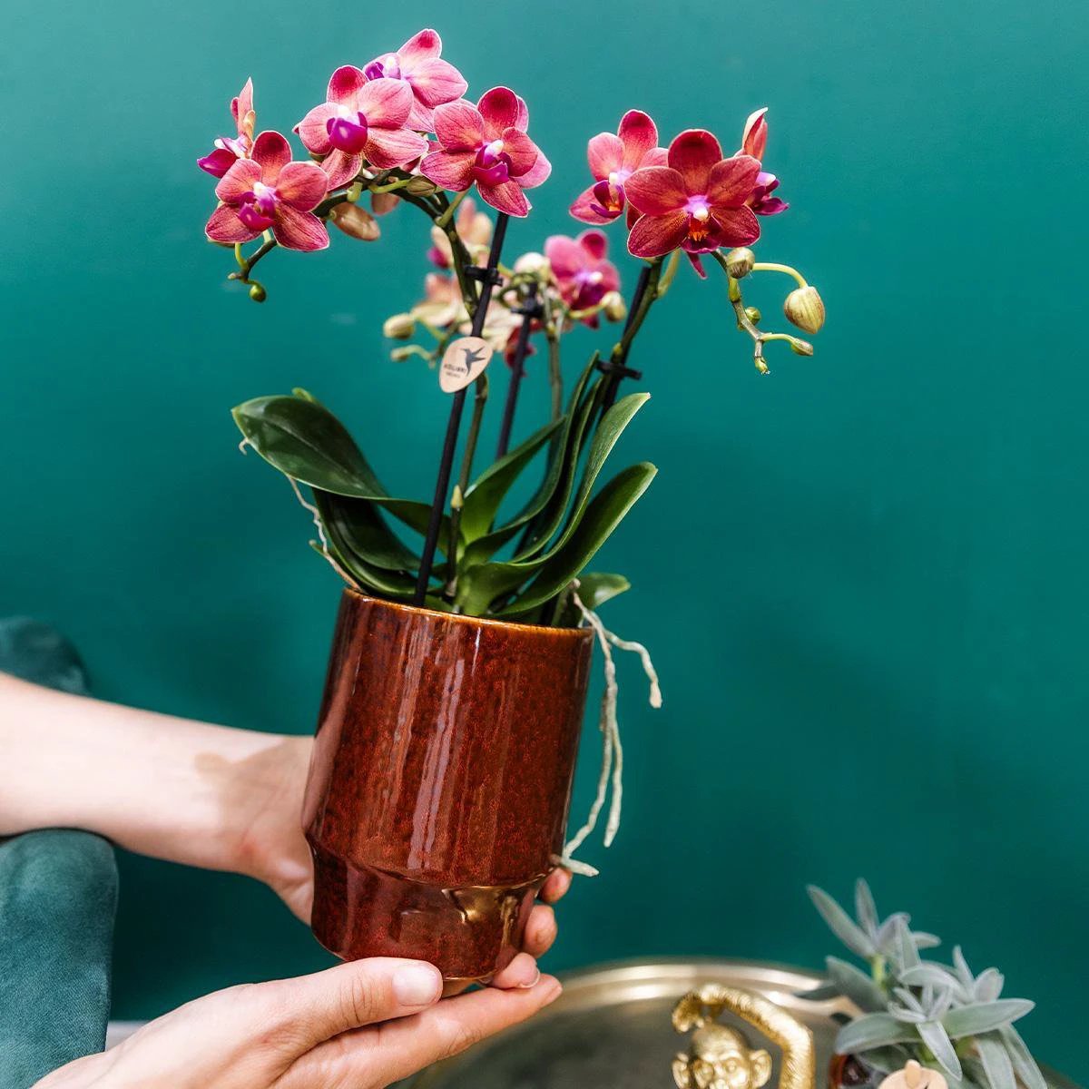 Kolibri Company Kolibri Orchids | Rote Phalaenopsis-Orchidee – Kongo + Classy Red – Topfgröße Ø9 cm | blühende Zimmerpflanze – frisch vom Züchter by Kolibri Company