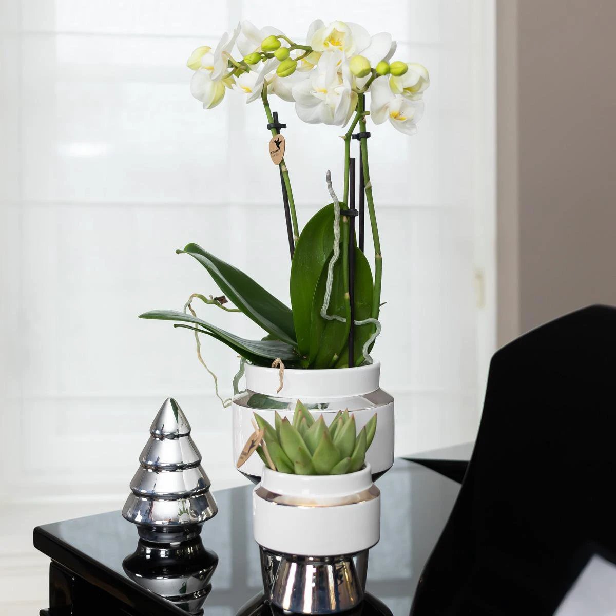 Kolibri Company – Set aus weißer Orchidee und Sukkulente auf silbernem Tablett – frisch vom Züchter von Kolibri Company