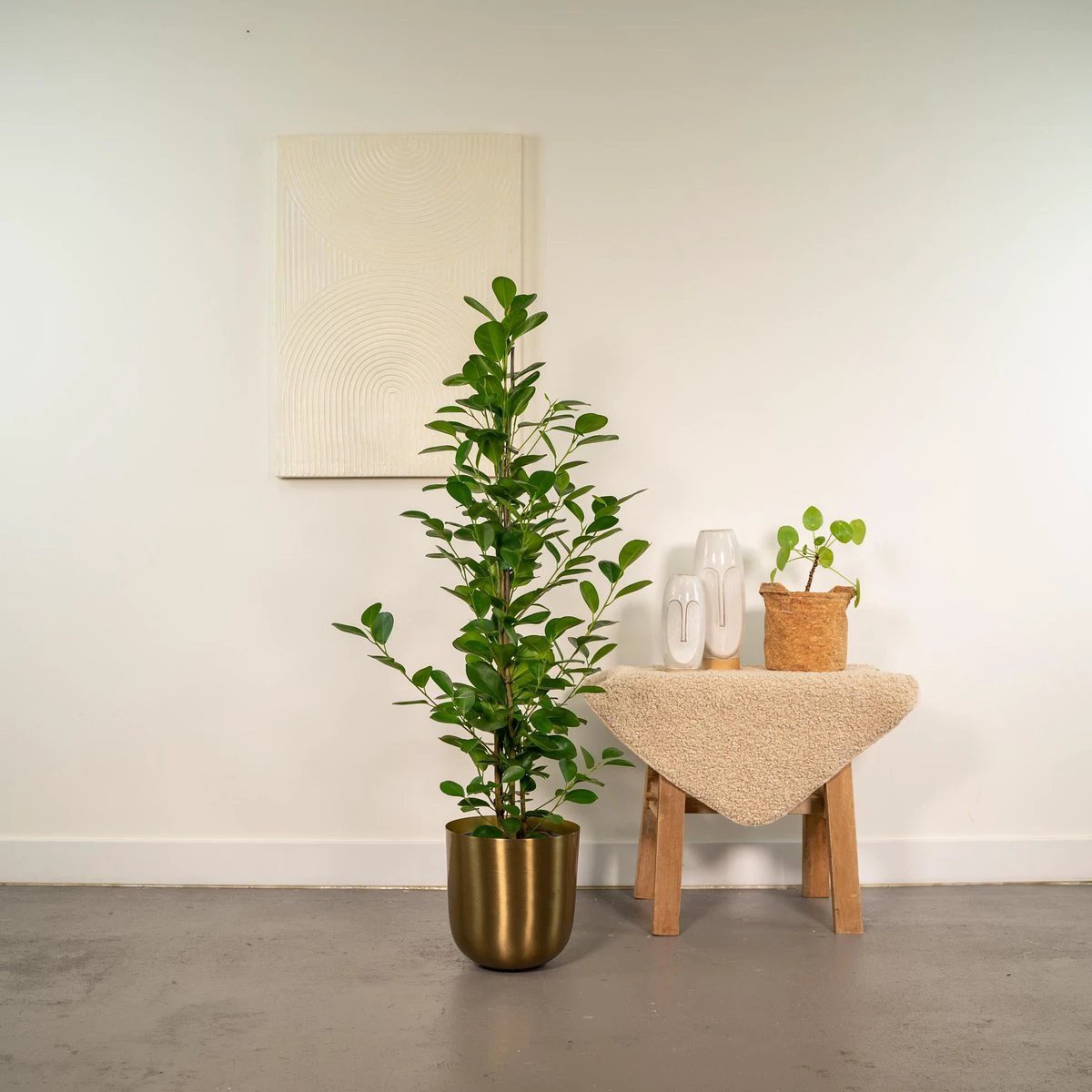 Ficus microcarpa Moclame - ↨95 cm - Ø21 cm + Topf Mayk Gold von MEERgroothandel Planten