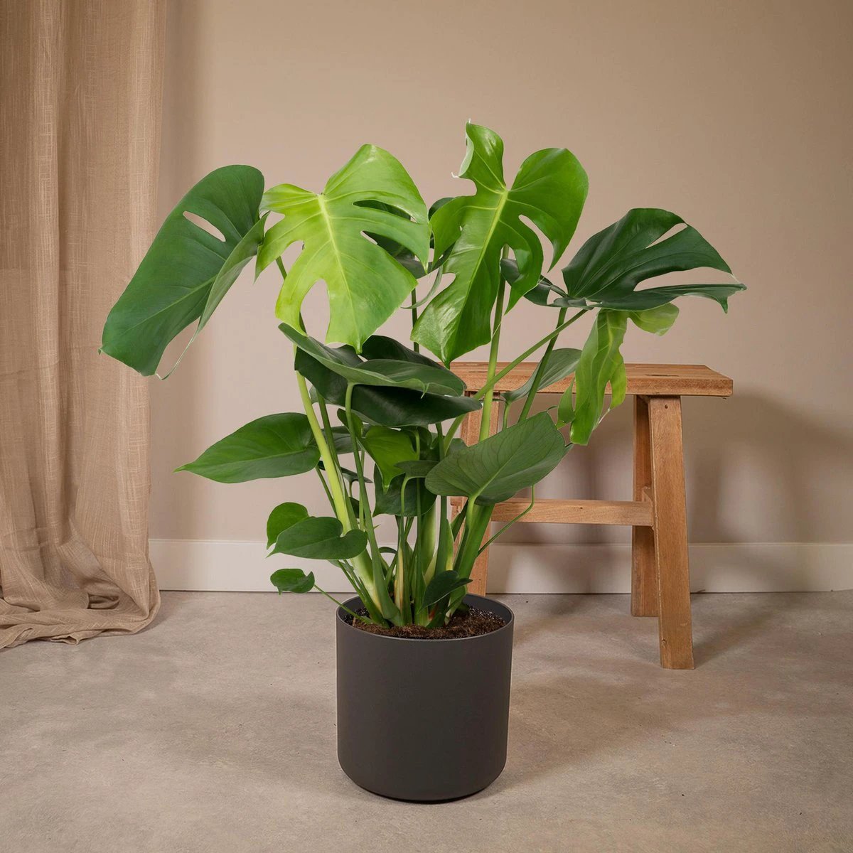 Monstera Deliciosa - Ø19cm - ↕60cm by MEERgroothandel Planten