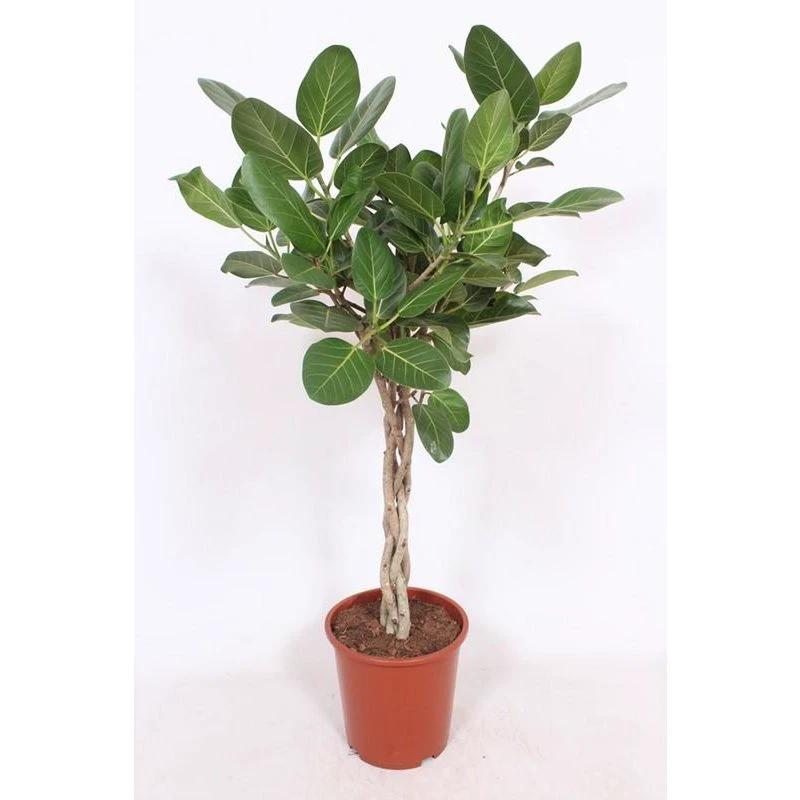 Ficus benghalensis – Ø27 ↕120 von MEERgroothandel Planten