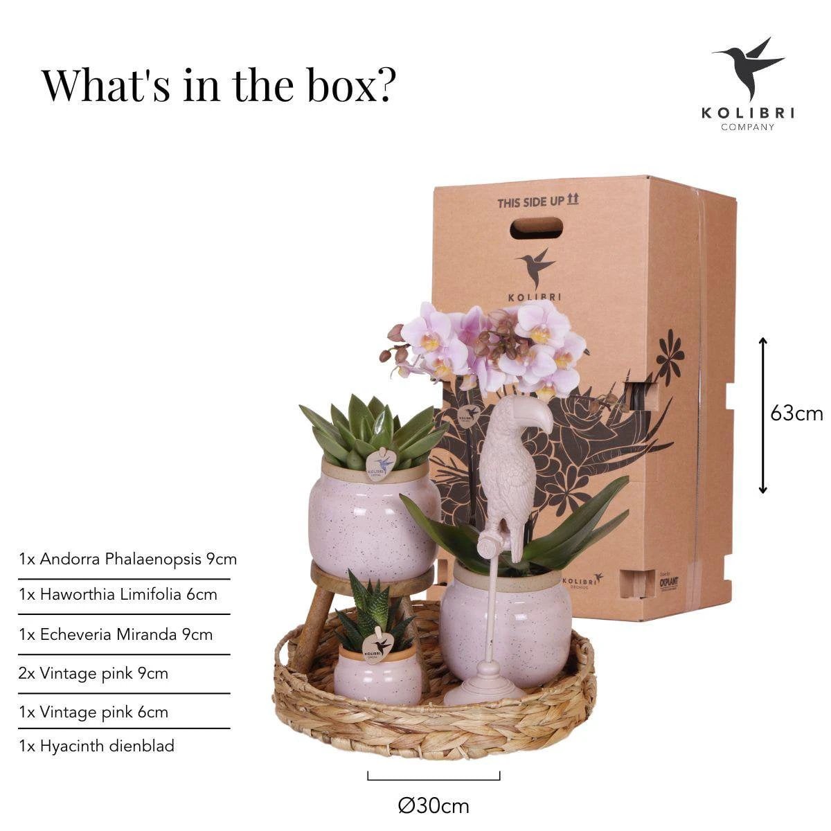 Hummingbird Company | Gift set Romantic| Plant set with pink Phalaenopsis Orchid and Succulents incl. ceramic decorative pots by Kolibri Company