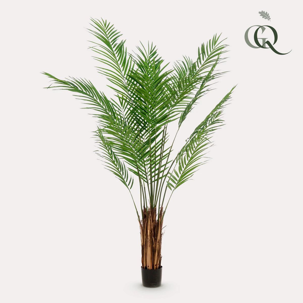 Art plant - Areca lutescens - Gold palm - 180 cm by Green boutiQ