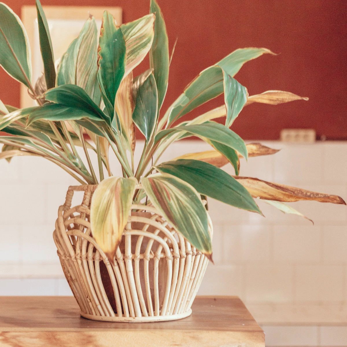 Plant Basket | Laundry Basket | Storage Basket RAHINA made from Rattan (3 sizes) by Soeji