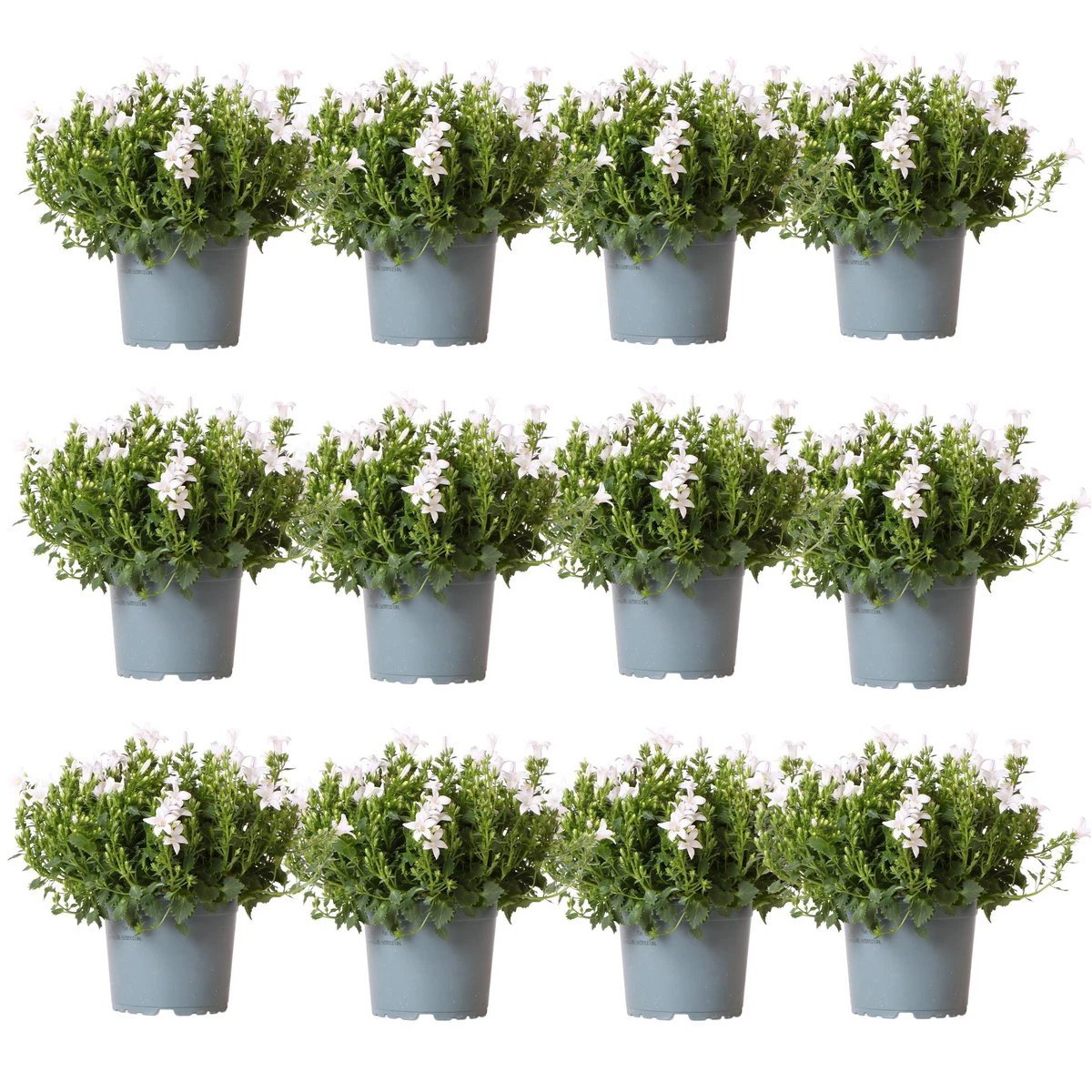 Campanula Addenda - Bellflower white pot size 12cm - 2m2 ground cover - 12 pieces - Ambella white - garden plants - winter hardy by Kolibri Company