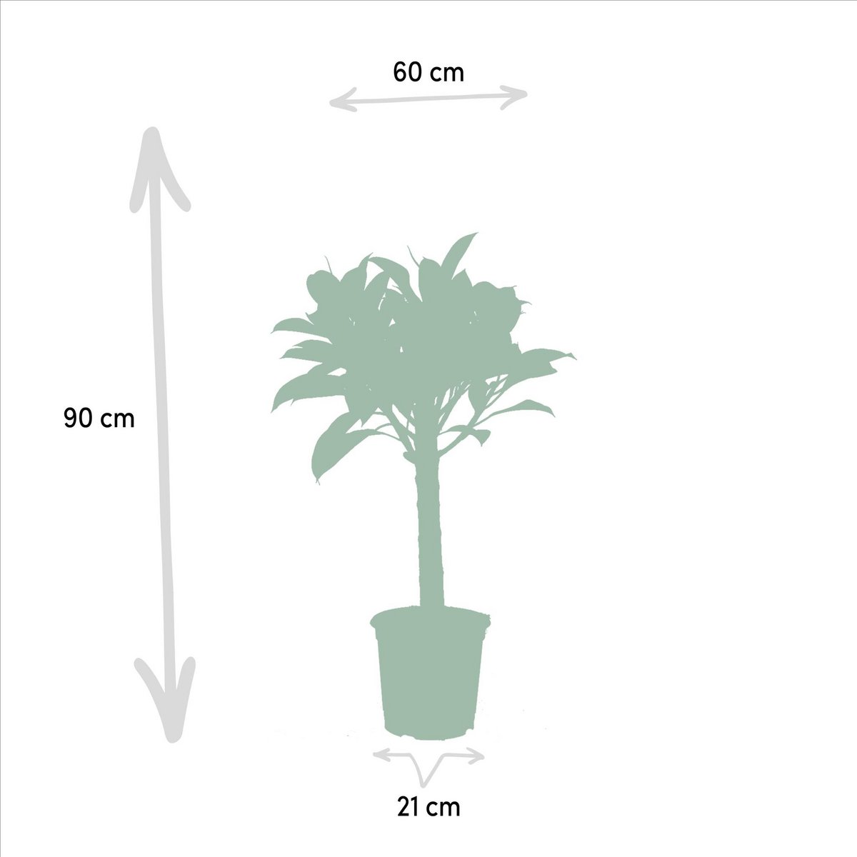Ficus elastica „Melany“ – ↨85 cm – Ø21 cm + Alocasia wentii – ↨60 cm – Ø19 cm von MEERgroothandel Planten