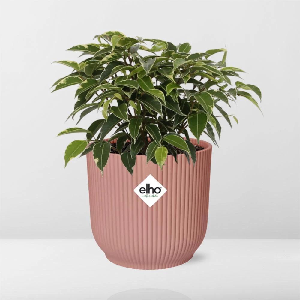 Ficus Benjamina Kinky im ELHO Vibes Fold 14 cm in Rosa von MEERgroothandel Planten