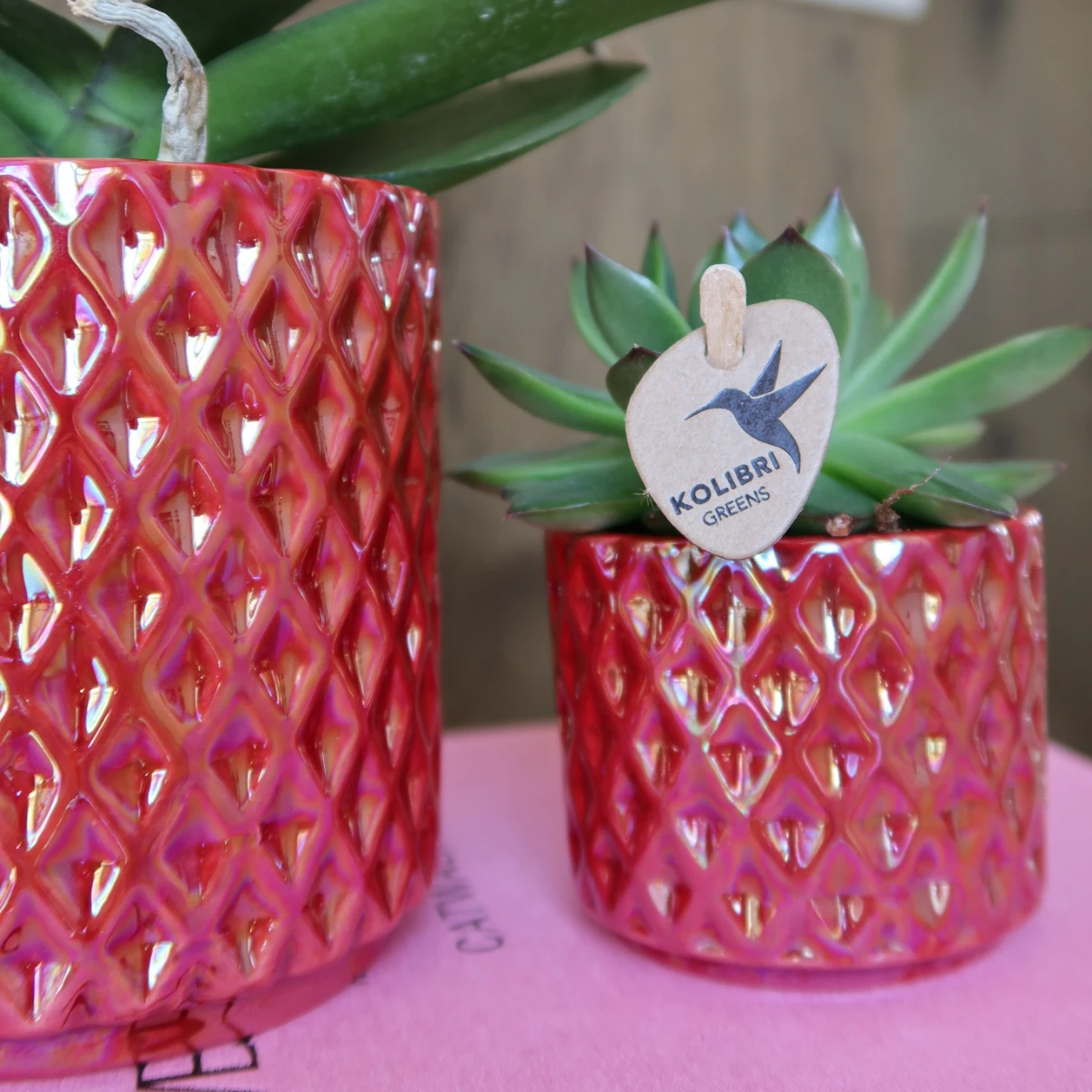 Kolibri Orchids | rode phalaenopsis orchidee Congo + Diamond Pearl Pot rood - potmaat Ø9cm | bloeiende kamerplant - vers van de kweker by Kolibri Company
