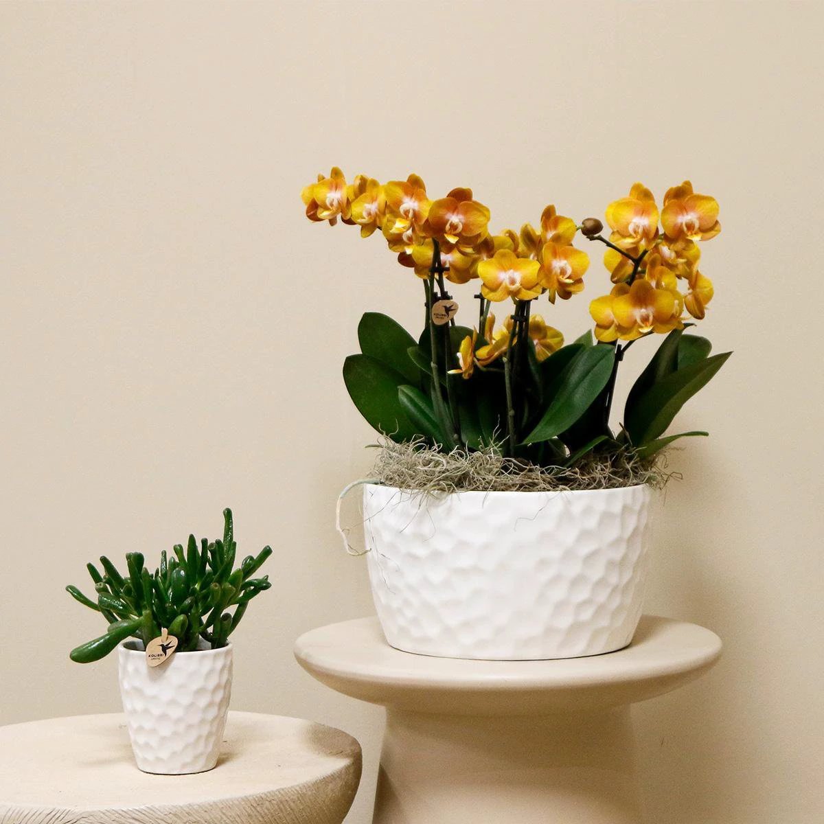 Kolibri Orchids | Orangefarbenes Orchideen-Set in Honigschale inkl. Wasserreservoir | Drei orange Orchideen Las Vegas 12CM | Mono-Bouquet Weiß mit autarkem Wasserreservoir von Kolibri Company