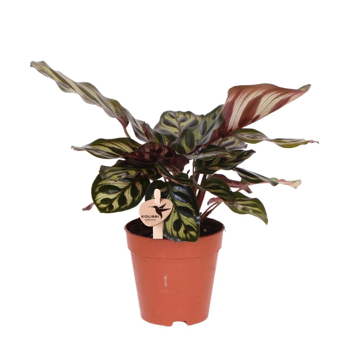 Kolibri Greens | Green Plant - Calathea Makoyana - Green houseplant - Fresh from the grower - Ø9cm by Kolibri Company