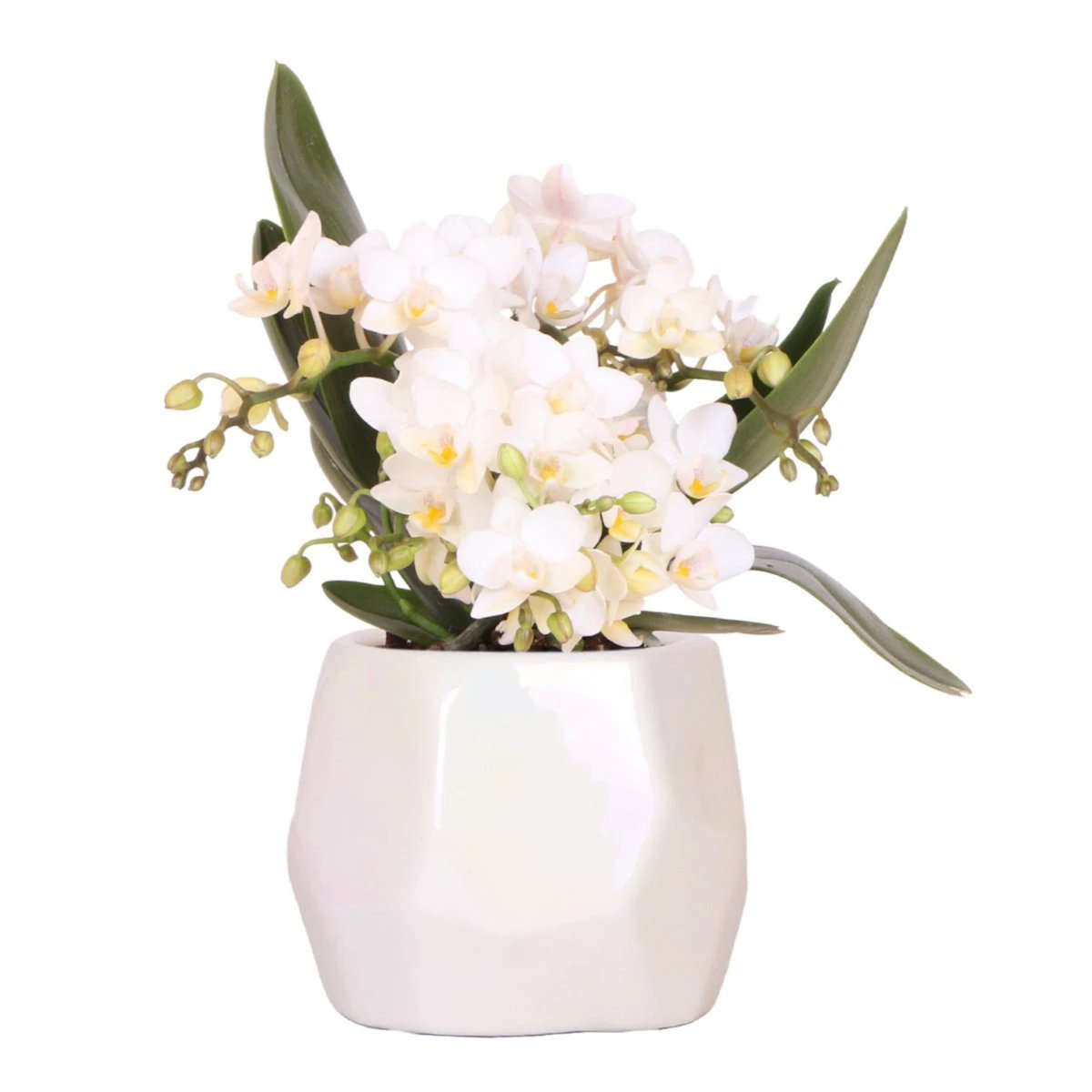 Hummingbird Orchids | White orchid 'Nazaré' + Pearl jewelry pot Travertine - pot size Ø9cm | blooming houseplant - fresh from the grower by Kolibri Company