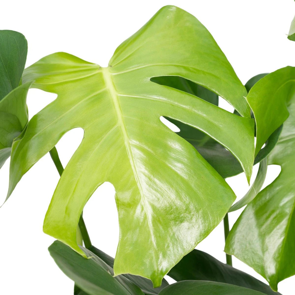 Monstera Deliciosa - Ø19cm - ↕60cm by MEERgroothandel Planten