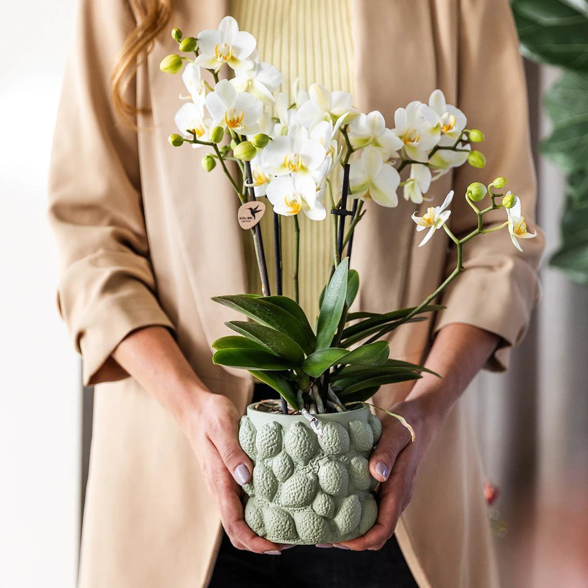 Hummingbird Home | Citrus pot green - Ø9cm by Kolibri Company