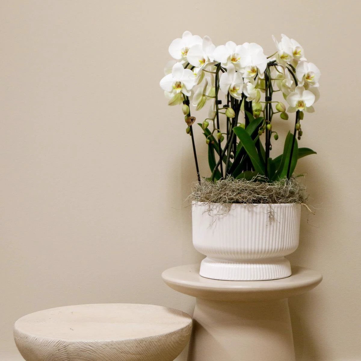 Colibr Orchids | white orchids set in Diablo white dish inclined. water reservoir | three-bowed white orchids Nigigara Fall 12cm | Mono Buquet white with self-supporting water reservoir by Kolibri Company