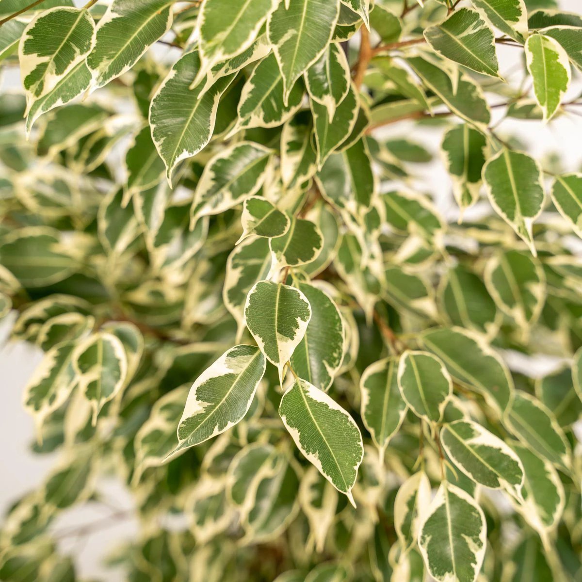 Ficus benjamina Twilight - Ø21cm - ↕95cm by MEERgroothandel Planten