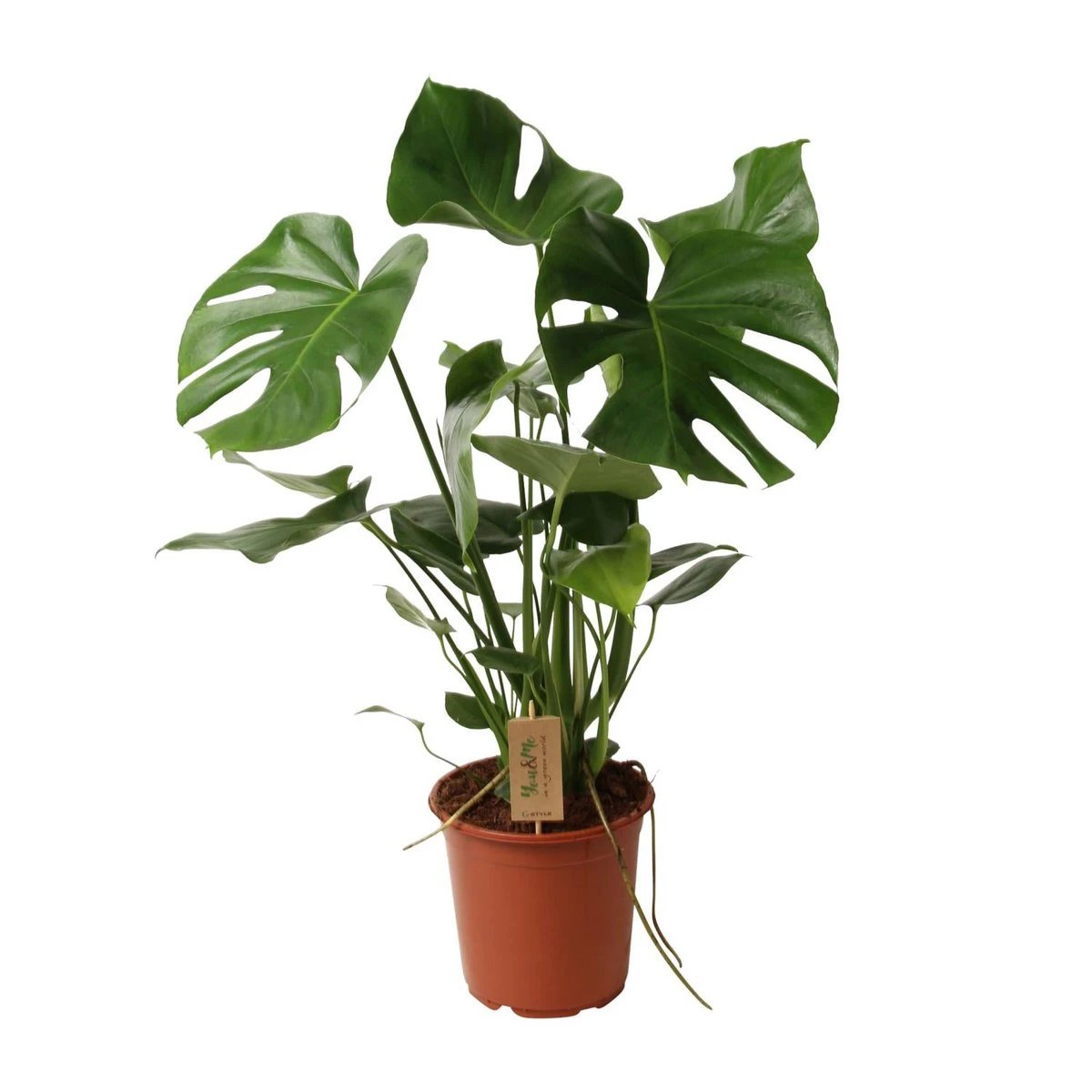 Monstera Deliciosa P21 - Ø21cm - ↕60cm by MEERgroothandel Planten