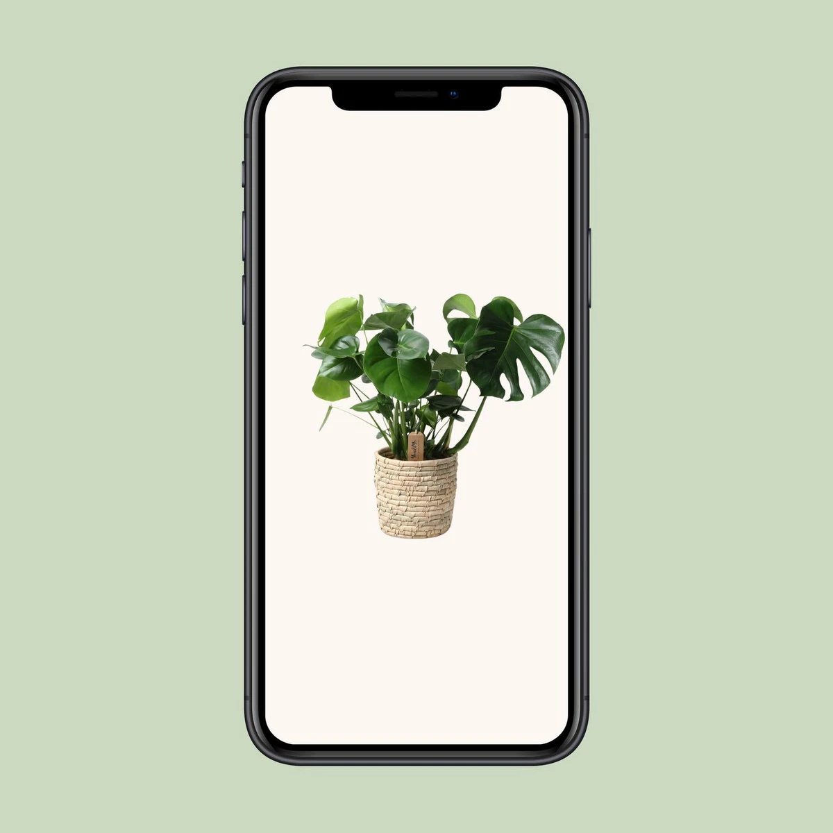 Monstera In Basket Palmleaf - Ø21cm - ↕60cm by MEERgroothandel Planten