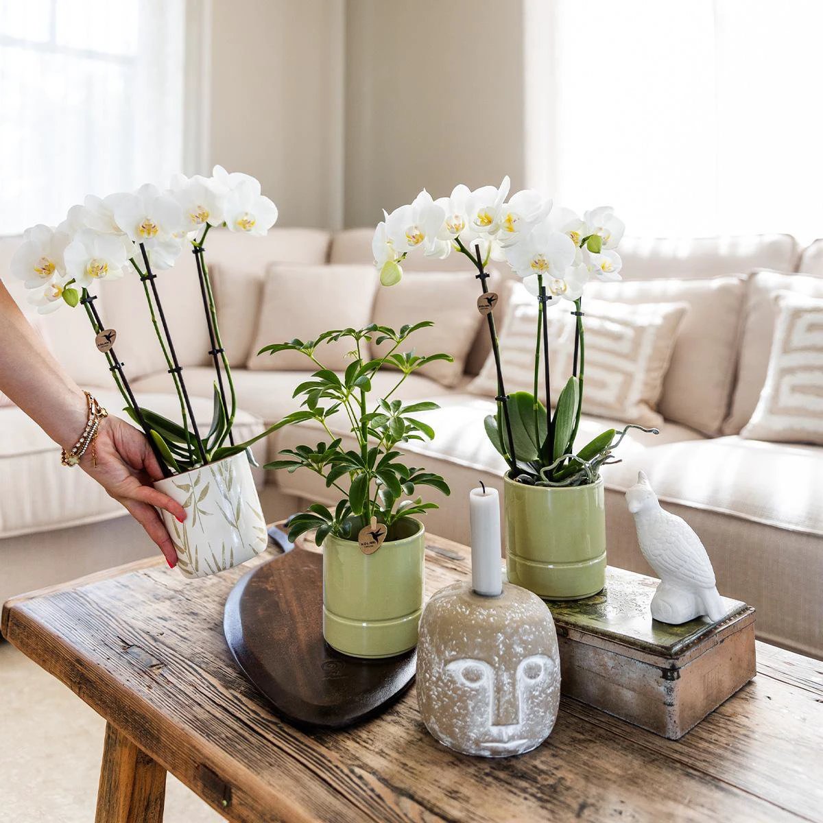 Kolibri-Orchideen | weiße Phalaenopsis-Orchidee – Amabilis + pastellgrüner Topf – Topfgröße Ø9 cm | blühende Zimmerpflanze – frisch vom Züchter von Kolibri Company