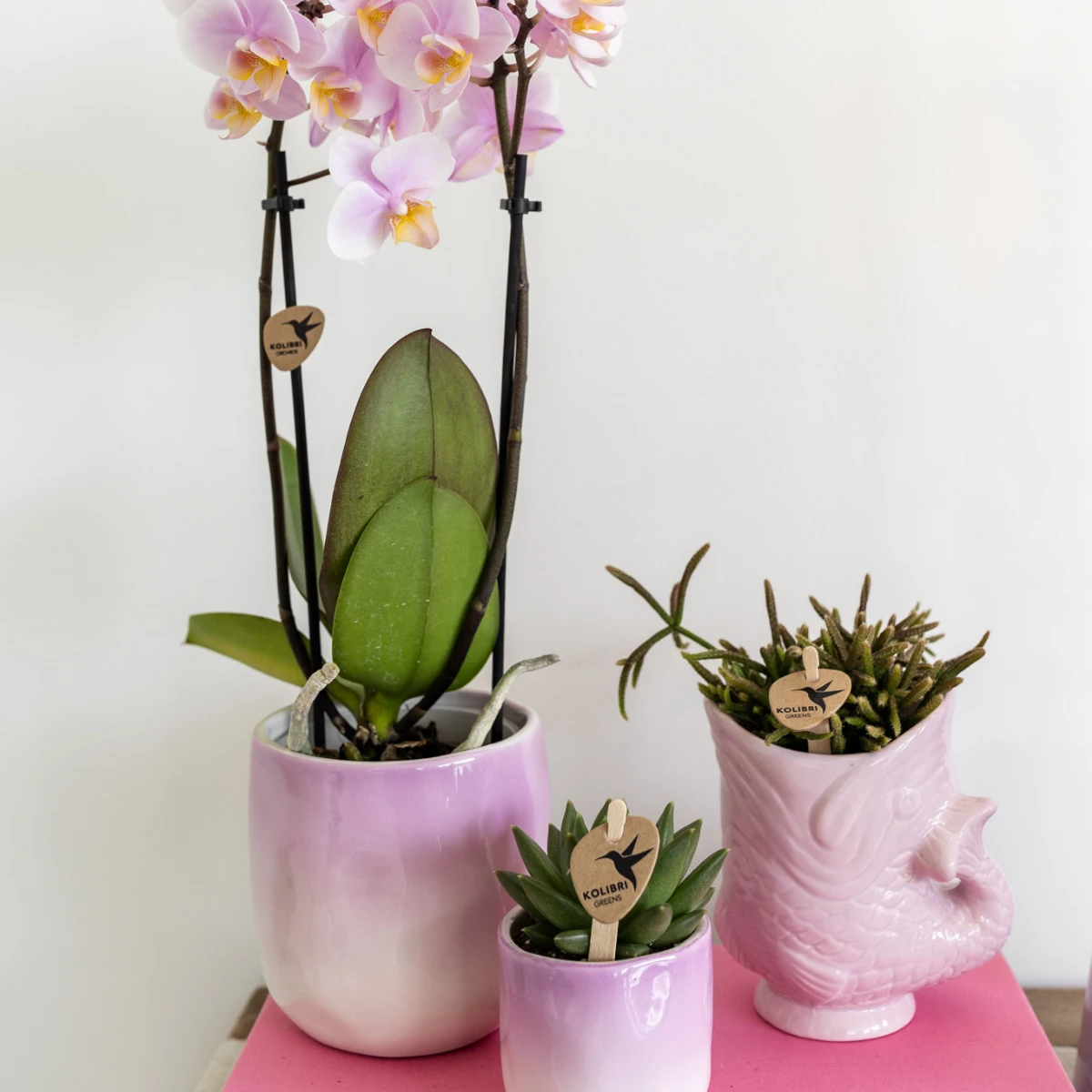 Kolibri Home | Fish - Pink - Ø6cm by Kolibri Company