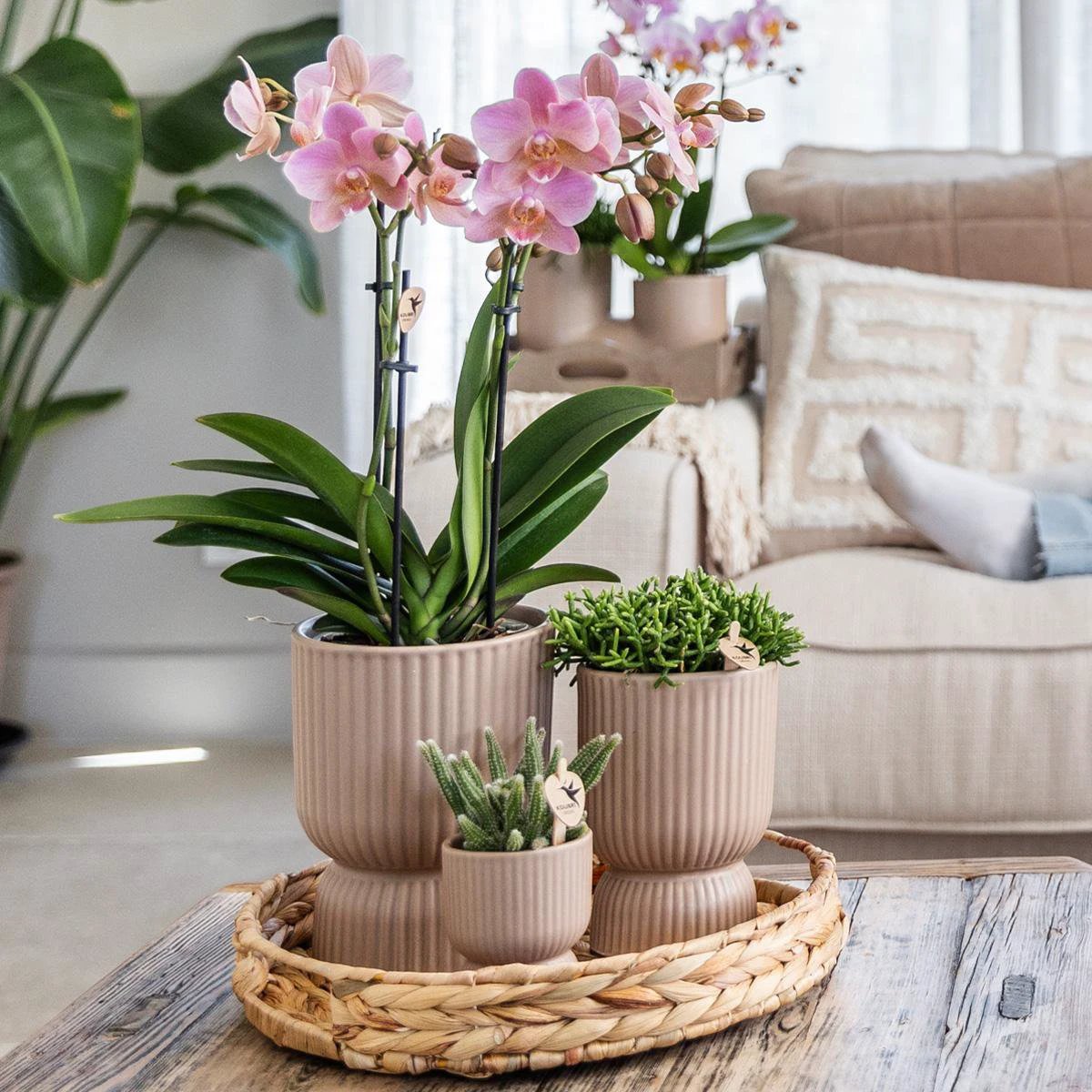 Kolibri-Orchideen | gelbe Phalaenopsis-Orchidee – Mexiko + Diabolo-Topf Sand – Topfgröße Ø9 cm | blühende Zimmerpflanze – frisch vom Züchter von Kolibri Company