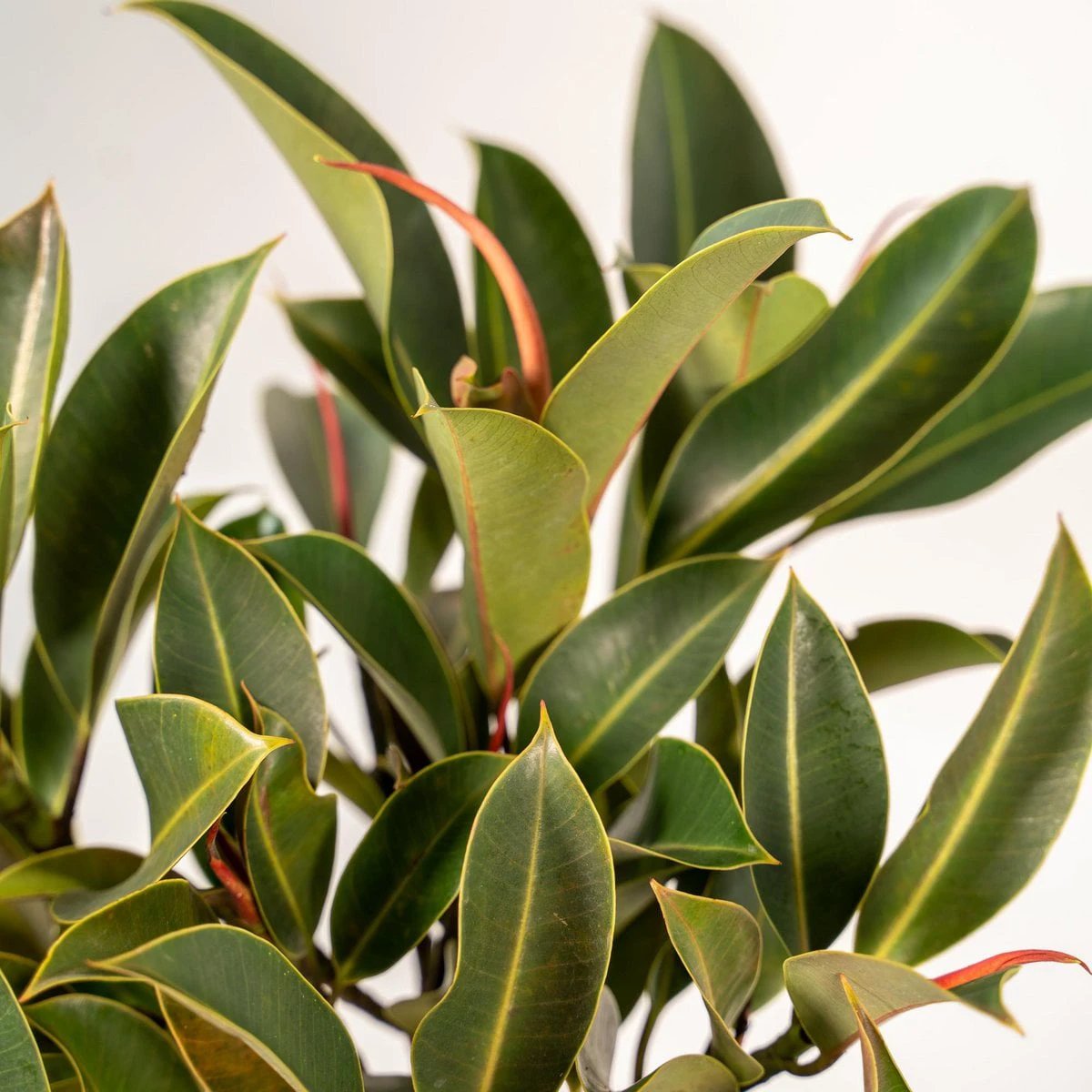 Ficus elastica Melany Stamm – ↨90cm – Ø21cm + Korb Selin von MEERgroothandel Planten