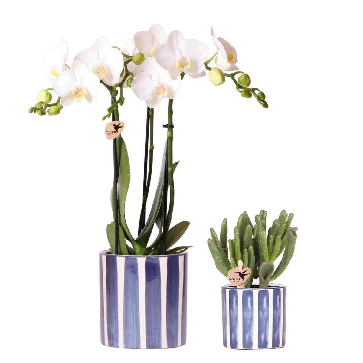 Kolibri Orchids | Set van witte Phalaenopsis orchidee Amabilis en Succulent Crassula Hobbit in Painted Stripe pot blauw - potmaat Ø9cm + Ø6cm | bloeiende kamerplant - vers van de kweker by Kolibri Company
