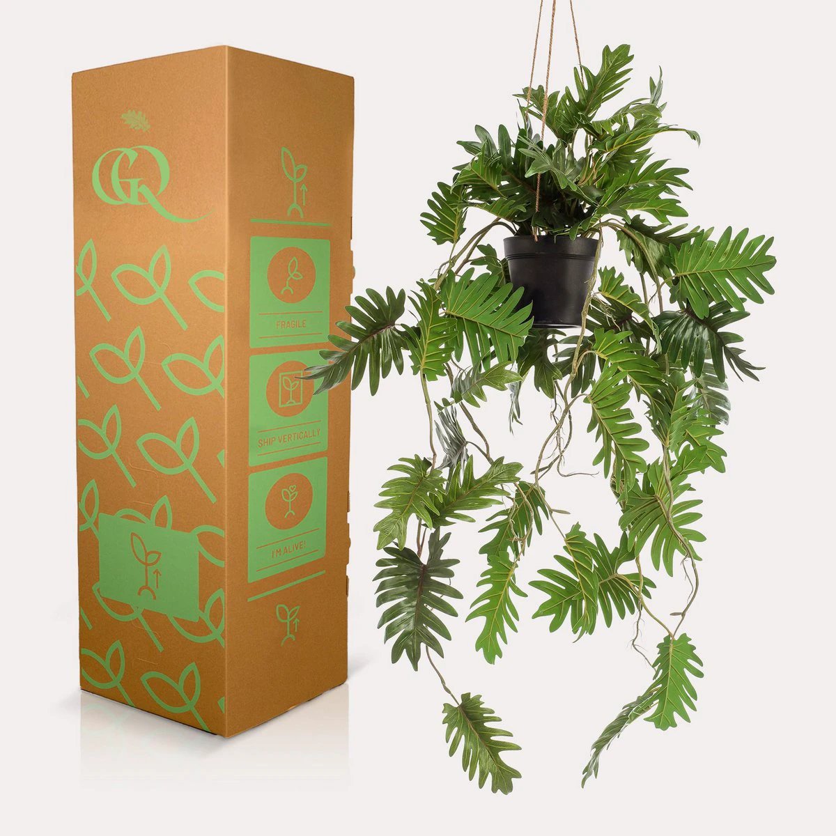 Art plant - Philodendron - Climbing tree lover - 80 cm by Green boutiQ