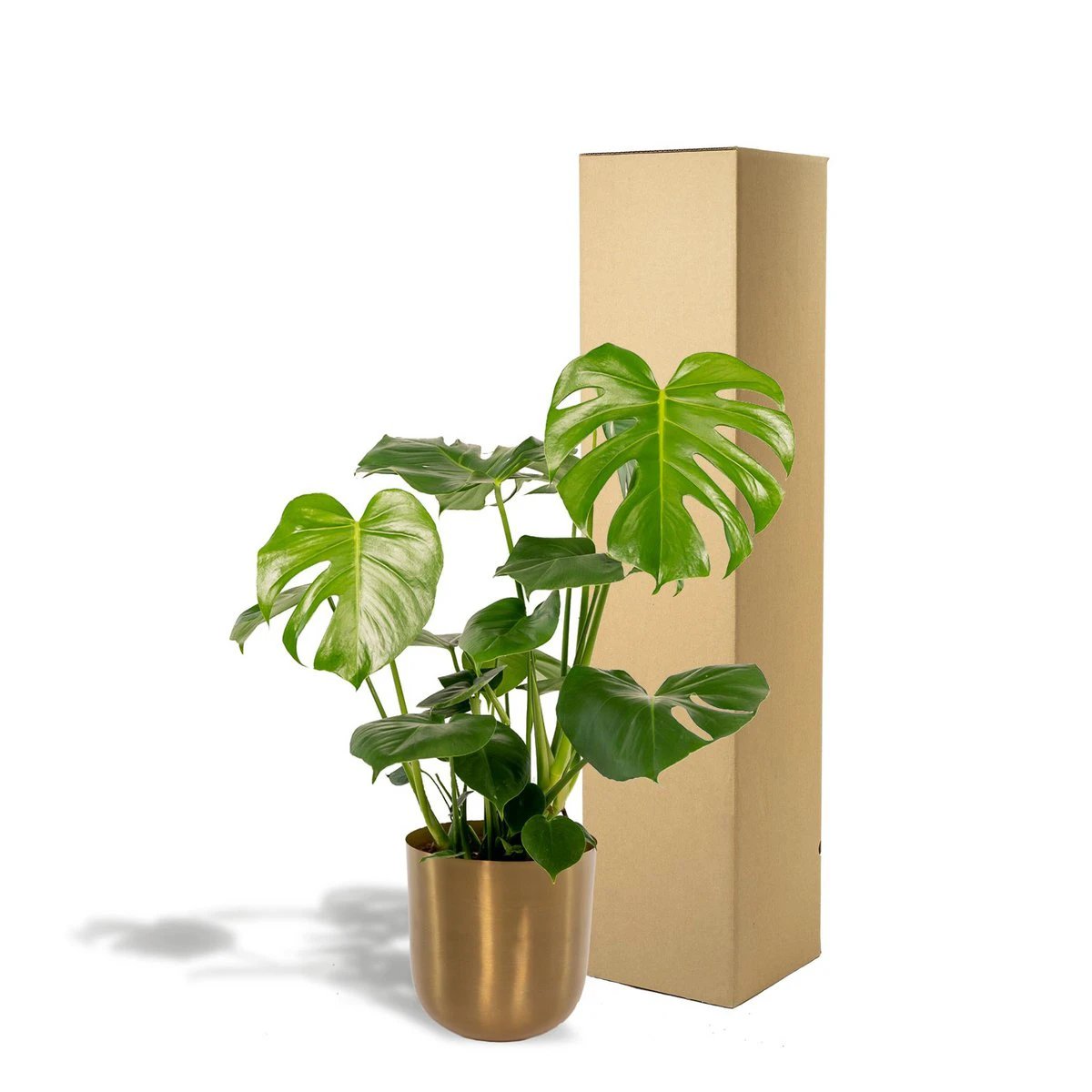 Monstera Deliciosa - ↨80 cm - Ø21 cm + Topf Mayk Gold von MEERgroothandel Planten