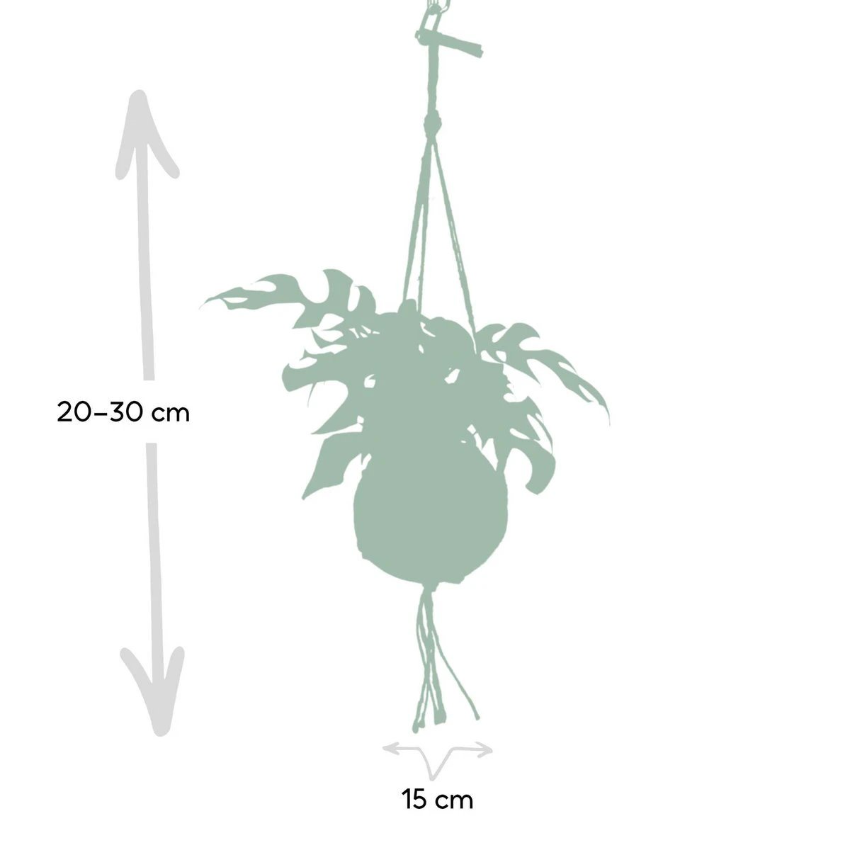 Kokodama Monstera Minima Hang - Hole Plant - Ø15cm - ↕25cm by MEERgroothandel Planten