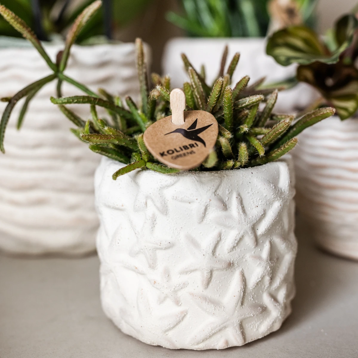 Kolibri Company | Pflanzenset Star Fish klein | Weiße Phalaenopsis-Orchidee Lausanne und Sukkulente inkl. keramischer Ziertöpfe auf weißem organischen Tablett von Kolibri Company