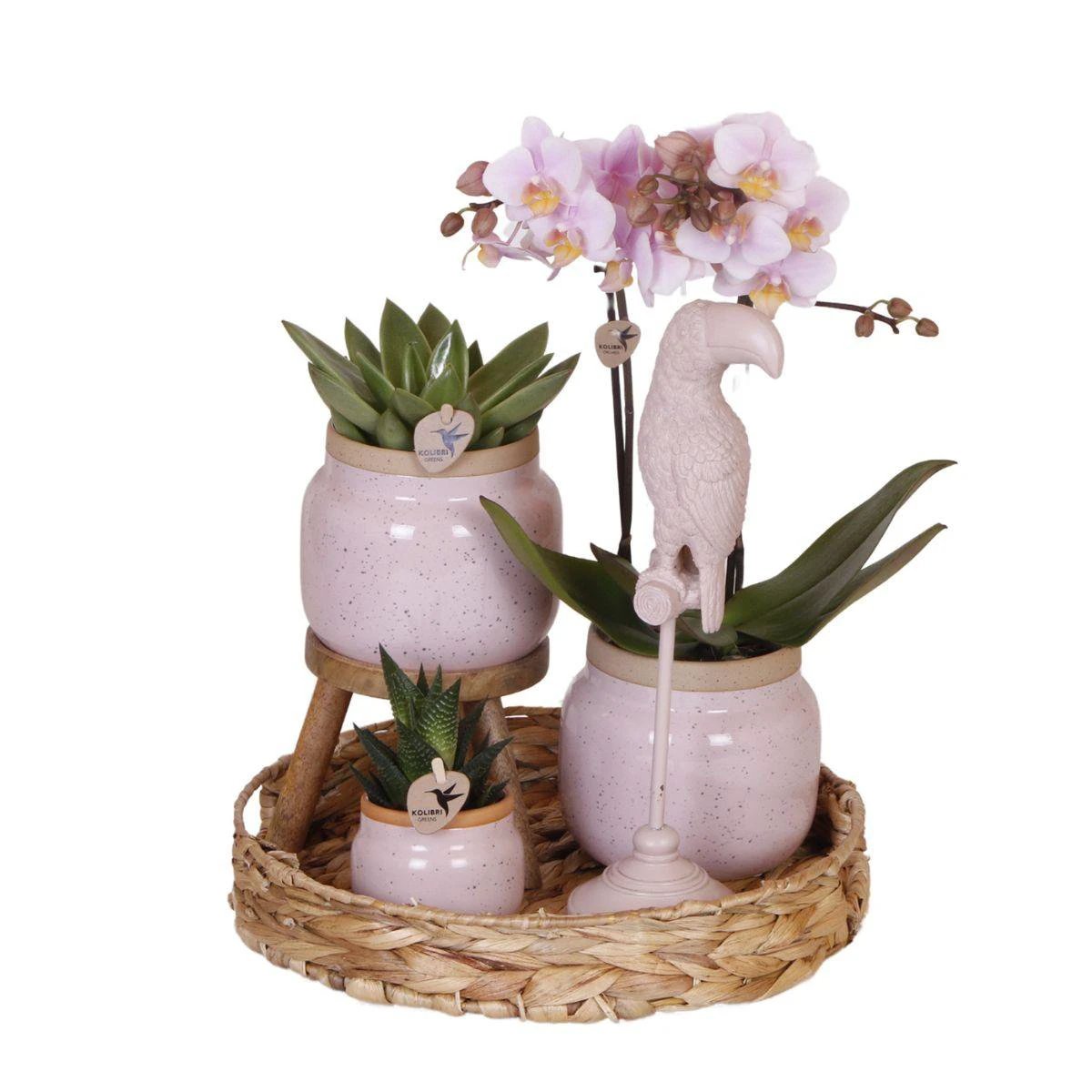 Hummingbird Company | Gift set Romantic| Plant set with pink Phalaenopsis Orchid and Succulents incl. ceramic decorative pots by Kolibri Company