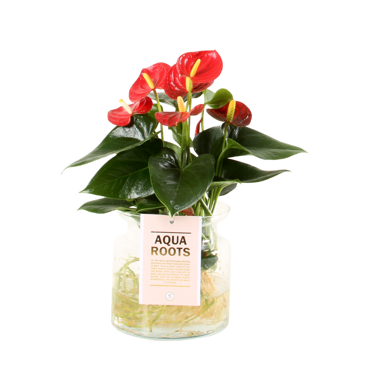 Anthurium Aqua Roots Red Champion by Blooming Luxury