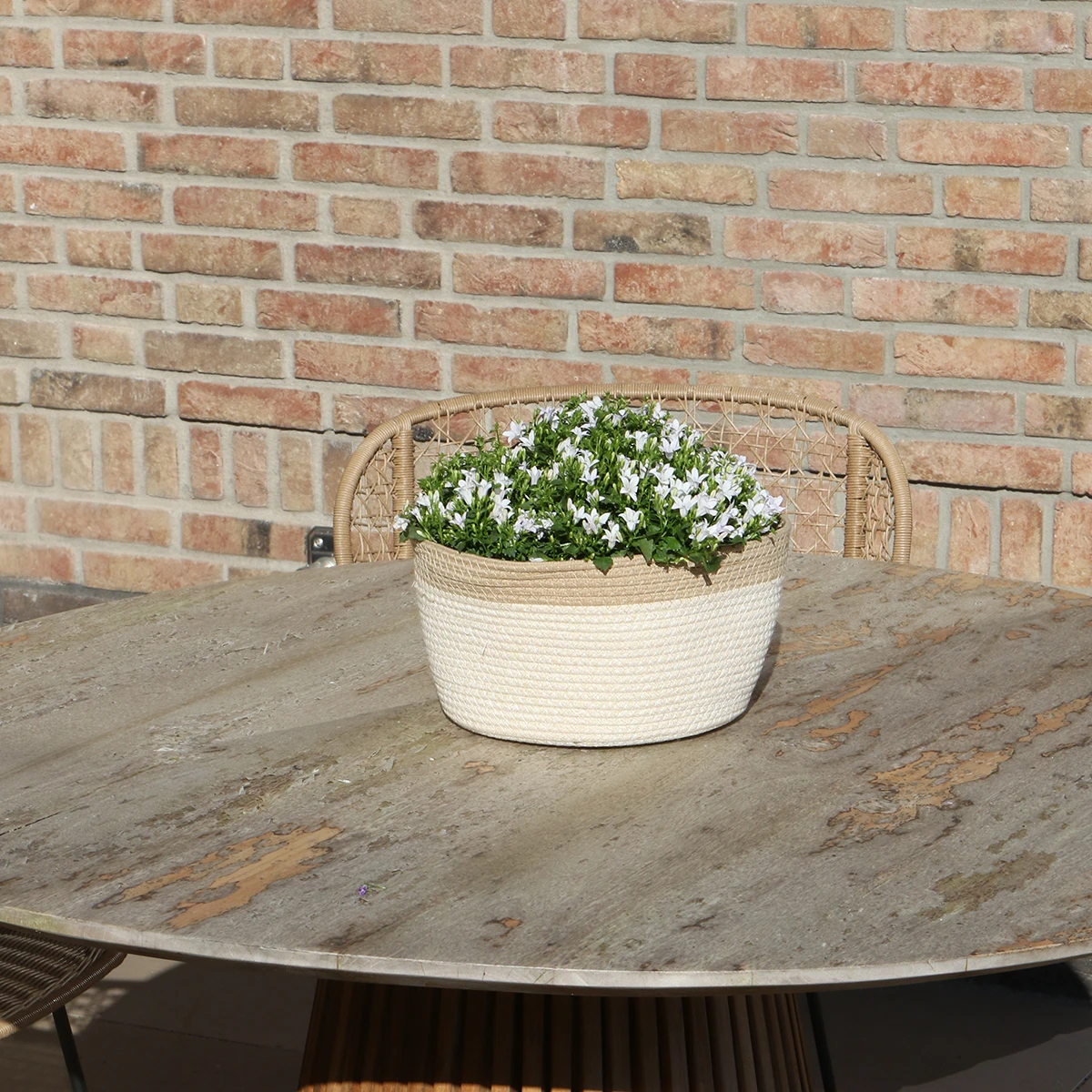 Campanula Addenda Ambella Weiß – Baumwoll-Topfwaage mit Campanula mit Bewässerungssystem – 3 Stück – Klokjesbloem Weiß – Topfgröße 12 cm – Innen & Außen von Kolibri Company