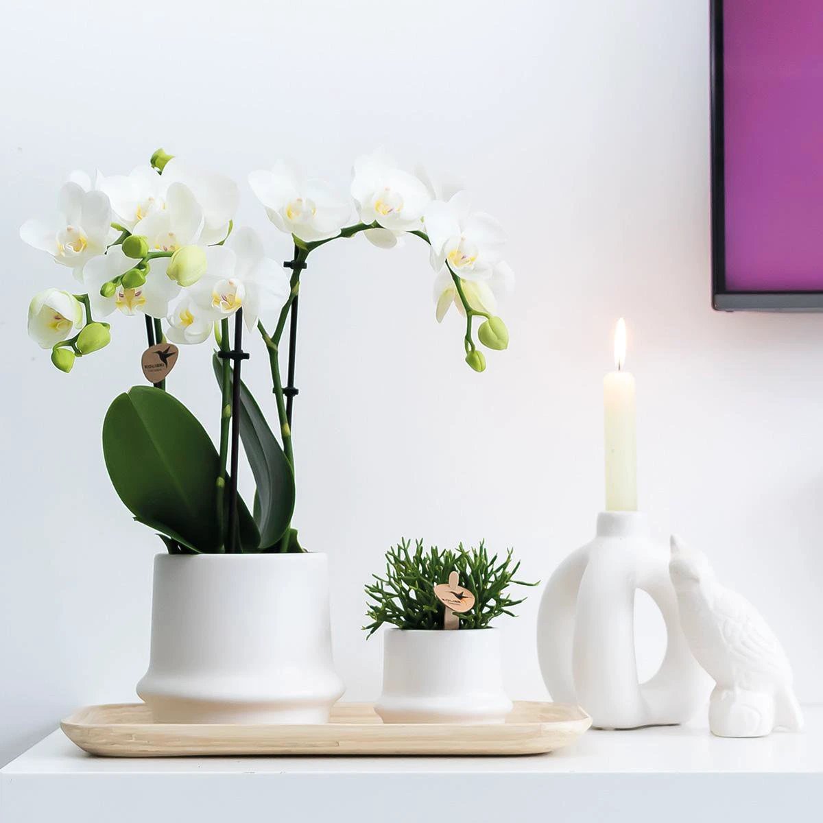 Kolibri Home | Ornament - Decoration Image Cockatoo - White by Kolibri Company
