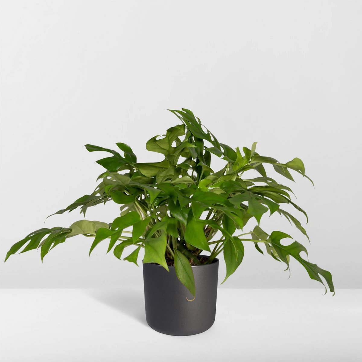 Monstera Minima - Hole plant - Ø15cm - ↕25cm by MEERgroothandel Planten