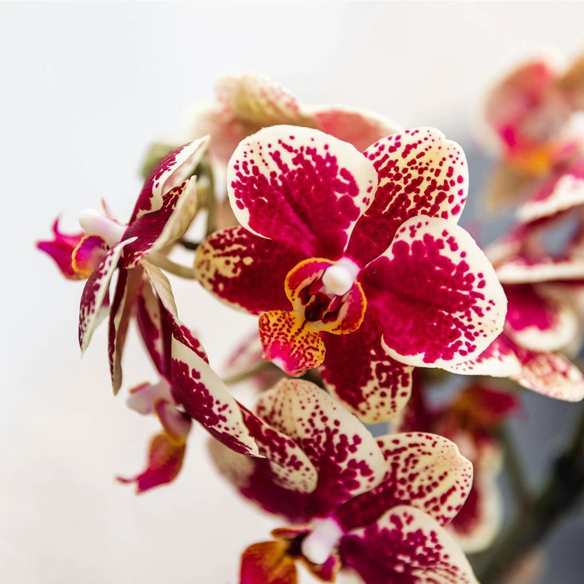 Kolibri-Orchideen | Gelb-rote Phalaenopsis-Orchidee – Spanien + Bienen-Topf – Topfgröße Ø9 cm | blühende Zimmerpflanze – frisch vom Züchter von Kolibri Company