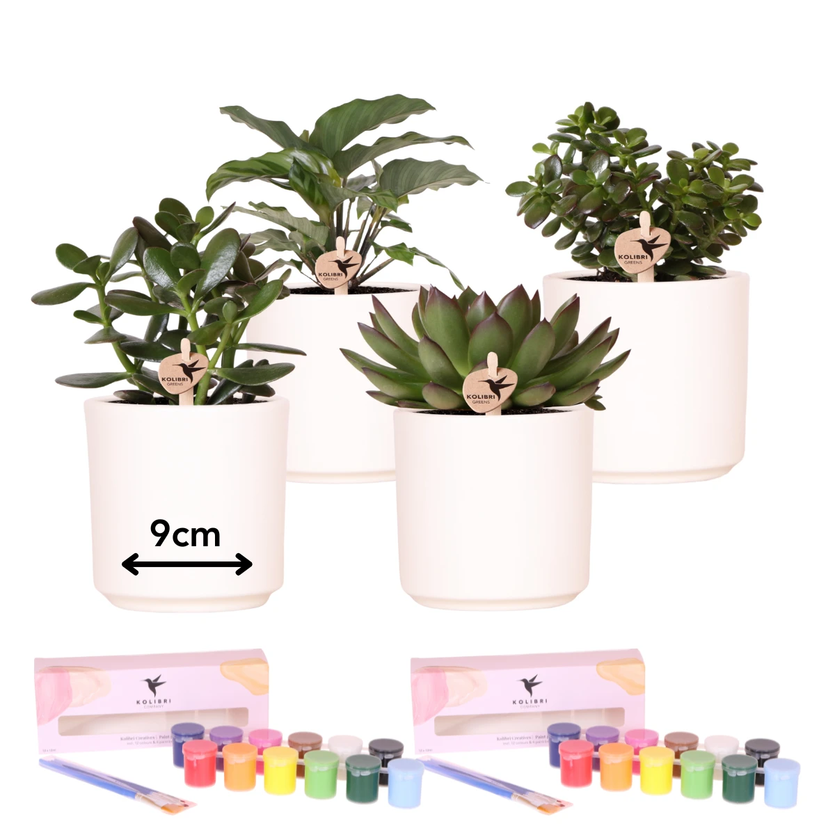 Kolibri Creatives | Paint package for painting 4 flower pots + succulents For 4 people | Starting artist by Kolibri Company