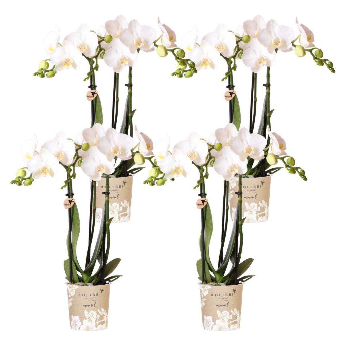 Hummingbird Orchids | COMBI DEAL of 4 white Phalaenopsis orchids - Amabilis - pot size Ø9cm | flowering houseplant - fresh from the grower by Kolibri Company