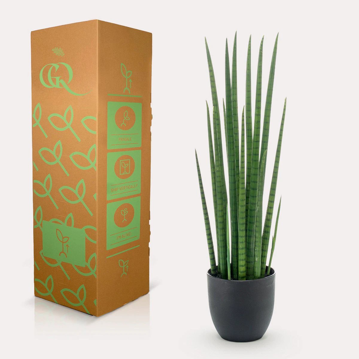 Art plant - Sanseveria Cylindrica - Woman tongue - 70 cm by Green boutiQ