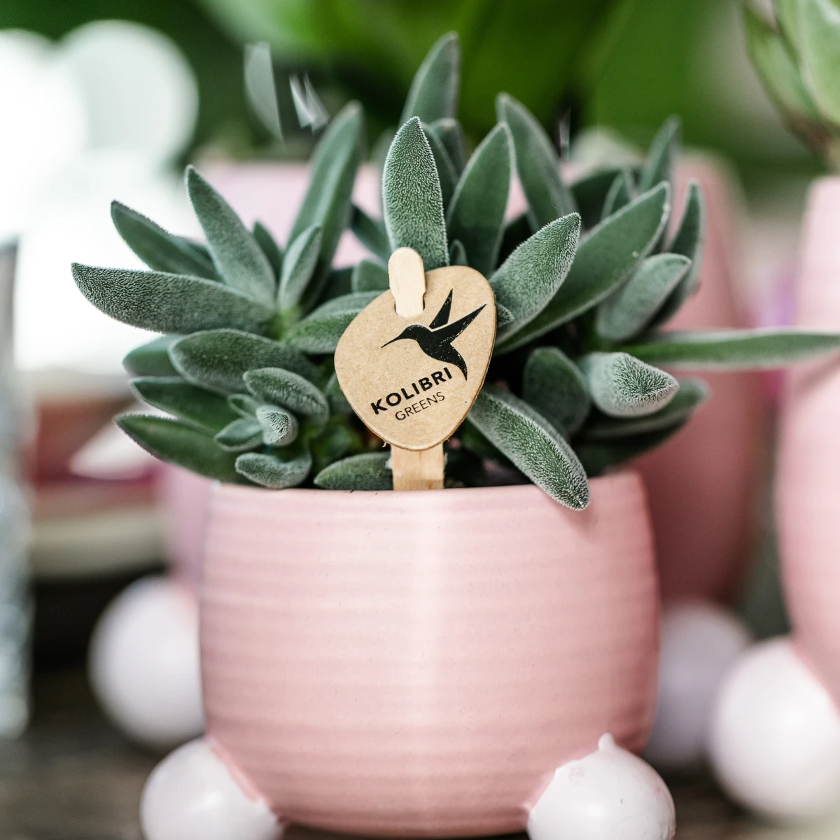 Hummingbird Greens | Green plant - Succulent Tarantula - green houseplant - fresh from the grower - Ø6cm by Kolibri Company