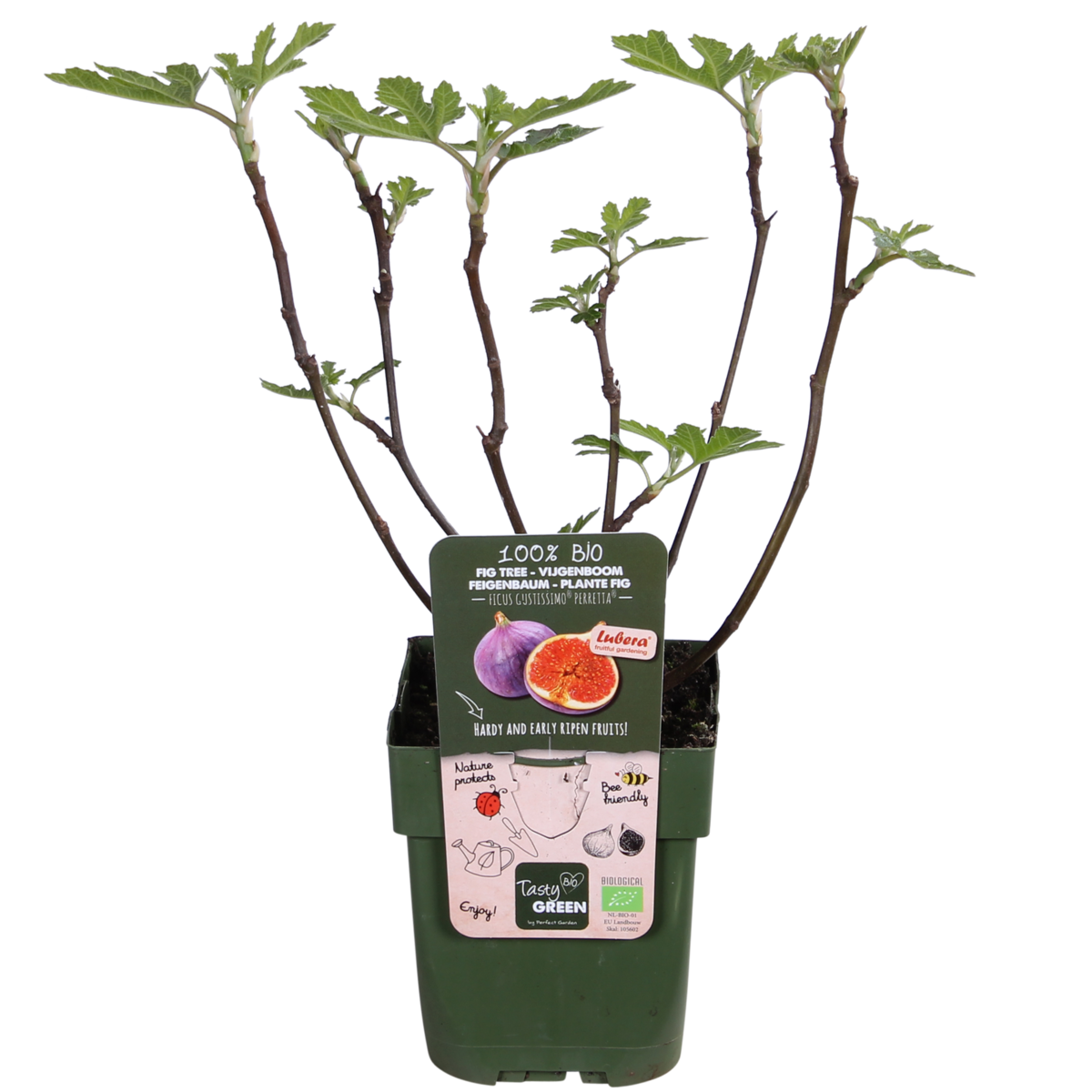 Ficus Gustissimo Perretta - Ø19cm - ↕50cm - Ø13 - ↨45cm by MEERgroothandel Planten