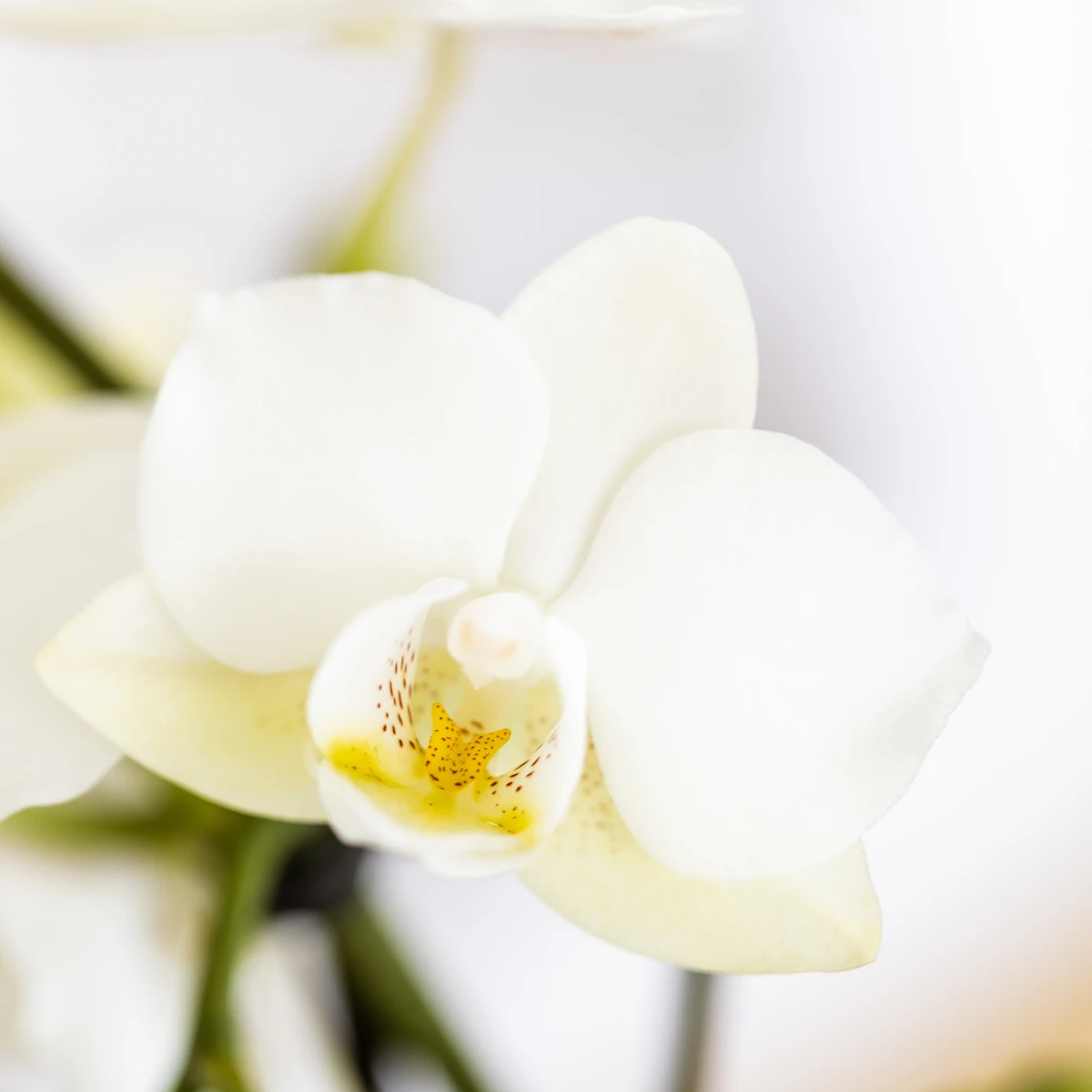 Kolibri Company | Pflanzenset Star Fish klein | Weiße Phalaenopsis-Orchidee Lausanne und Sukkulente inkl. dekorativer Keramiktöpfe auf weißem Tablett aus Bio-Material von Kolibri Company