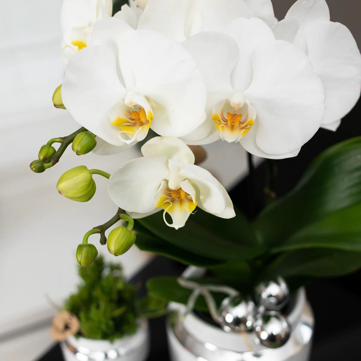 Kolibri Company – Set aus weißer Orchidee und Sukkulente auf silbernem Tablett – frisch vom Züchter von Kolibri Company