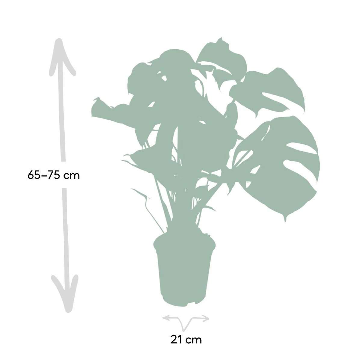 Monstera Deliciosa - Hole plant - Ø21cm - ↕65cm by MEERgroothandel Planten