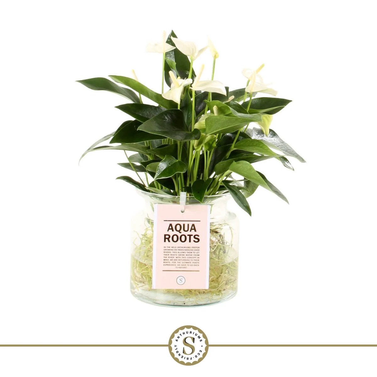 Anthurium Aqua Roots White Champion by Blooming Luxury