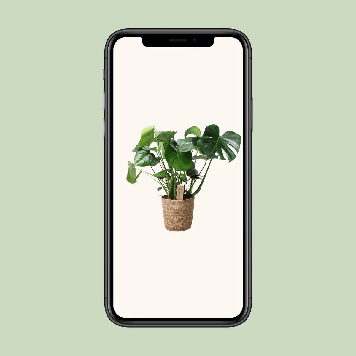 Monstera In Natural Basket - Ø21cm - ↕60cm by MEERgroothandel Planten