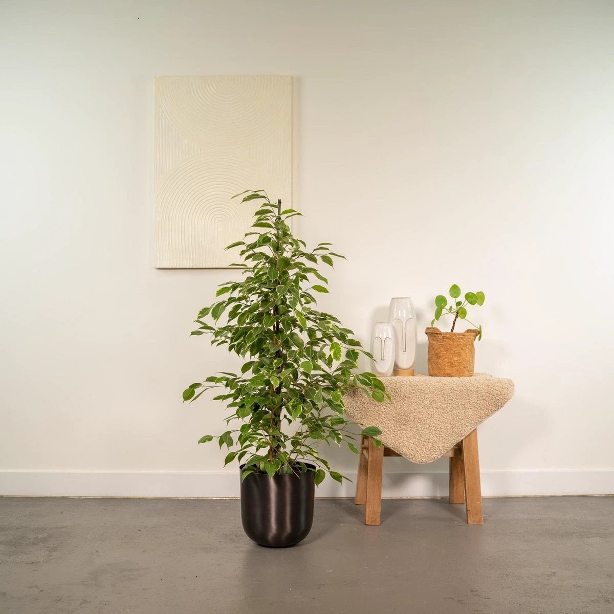 Ficus benjamina Goldenking - ↨95cm - Ø21cm + Topf Mayk Bleigrau von MEERgroothandel Planten