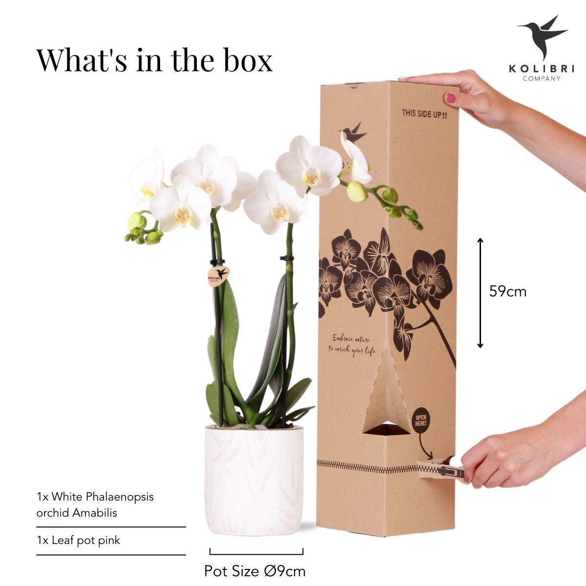 Hummingbird Orchids | white Phalaenopsis orchid - Amabilis + Leaf pot pink - pot size Ø9cm | flowering houseplant - fresh from the grower by Kolibri Company