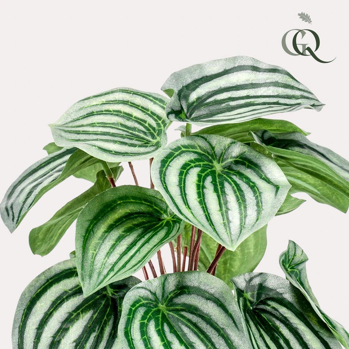 Kunstpflanze – Peperomia Argyreia – Watermelon – 25 cm von Green boutiQ