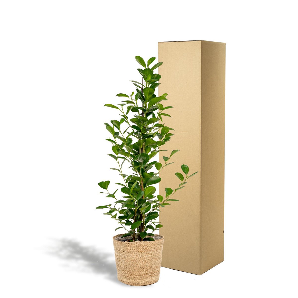 Ficus microcarpa Moclame - ↨95cm - Ø21cm + Mand Selin by MEERgroothandel Planten